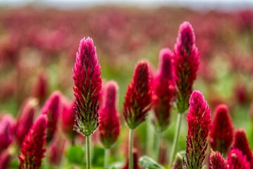 Beautiful red flowers. Clover incarnate - Trifolium incarnatum - Powered by Adobe