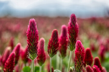 Beautiful red flowers. Clover incarnate - Trifolium incarnatum