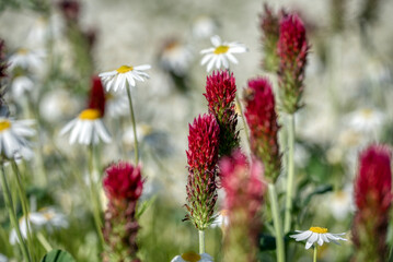 Beautiful red flowers. Clover incarnate - Trifolium incarnatum