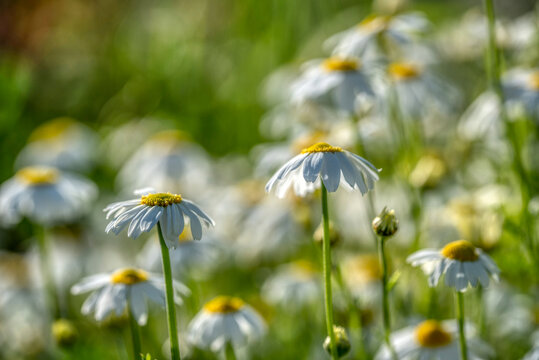 Blooming daisies on a sunny day chamomile on a background