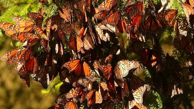 Slow motion 120 fps video of a cluster of monarch butterflies (Danaus plexippus) swinging and fluttering on the branches of a pine tree in a coniferous forest in the State of Michoacan, Mexico.
