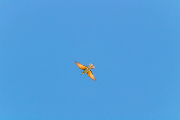 Naklejka na ściany i meble Bird in flight European bee eater flying Merops apiaster wings spread flying against blue sky