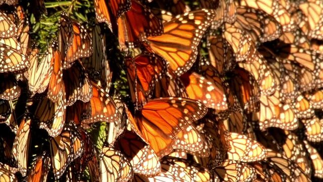 Slow motion 120 fps video of a cluster of monarch butterflies (Danaus plexippus) swinging and fluttering on the branches of a pine tree in a coniferous forest in the State of Michoacan, Mexico.