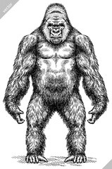 Vintage engraving isolated gorilla set illustration ape ink sketch. Monkey kong background primate silhouette art. Black and white hand drawn vector image