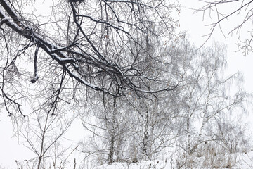 Black and white birch in winter on snow