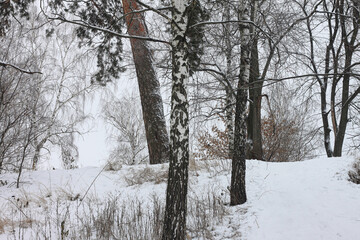 Black and white birch in winter on snow
