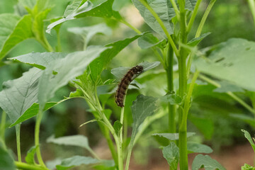 Caterpillars are eating spinach leaves