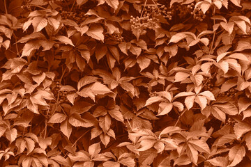Peach fuzz grape leaves on the wall close-up. Wild grapes monochrome background. Color of the year...