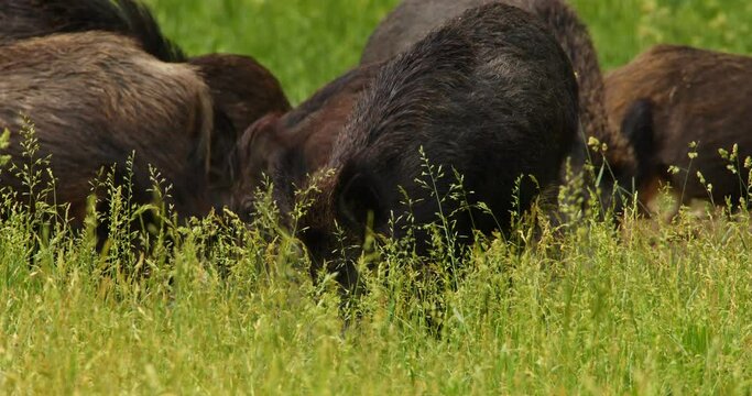 The sounder of wild boars grazing on grass