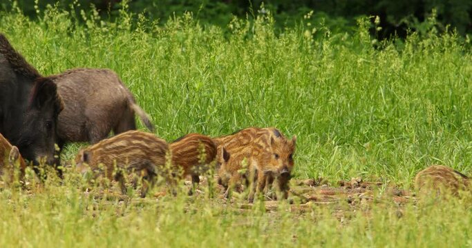 The sounder of wild boars and adorable piglets grazing on grass