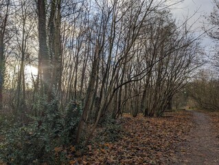 Obraz premium Autumn walk down path in the woods at sunset