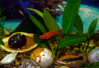 Aquarium swordtail fish swims in a home aquarium. The fish is red. Xiphophorus-Latin name