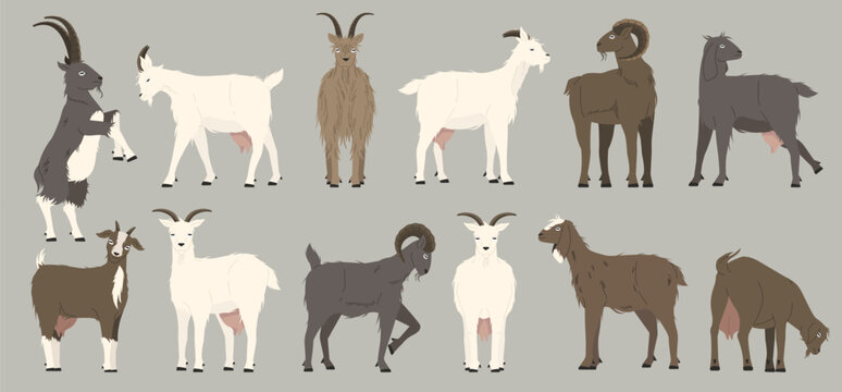 Goats collection. Cartoon black nanny goats, cartoon alpine herd of dairy animal with wool and horns. Vector isolated mascot