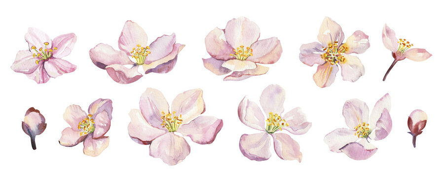 Watercolor spring sakura pink flowers collection. Hand painted realistic botanical illustration set isolated on white background for cards invitations and posters
