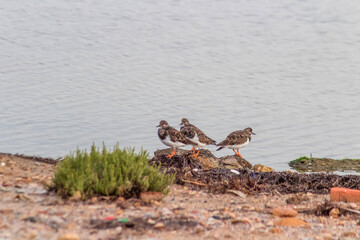 Three shorebirds (Collared turnstone) on the ground in the wild in Tunis.