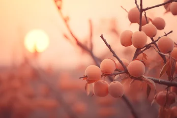Foto auf Acrylglas Pantone 2024 Peach Fuzz Soft focus of a peach fuzz colored sky during golden hour