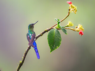 Violet-tailed Sylph Hummingbird on a plant with red flowers, portrait 