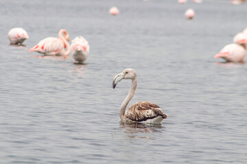 View of Flamingo flock resting standing in water