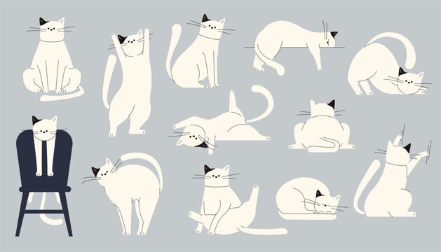 Cats body language. Cute kitten emotions, cartoon domestic cats showing emotions and mood, pet feline characters emotion and mood. Vector isolated set