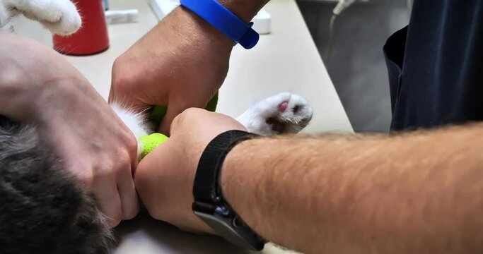 After drawing blood for analysis, the veterinarian will bandage your pet's paw. The veterinarian will apply a bandage to your pet's paw to stop the bleeding after taking it for analysis.