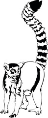 Cartoon Black and White Isolated Illustration Vector Of A Lemur Monkey