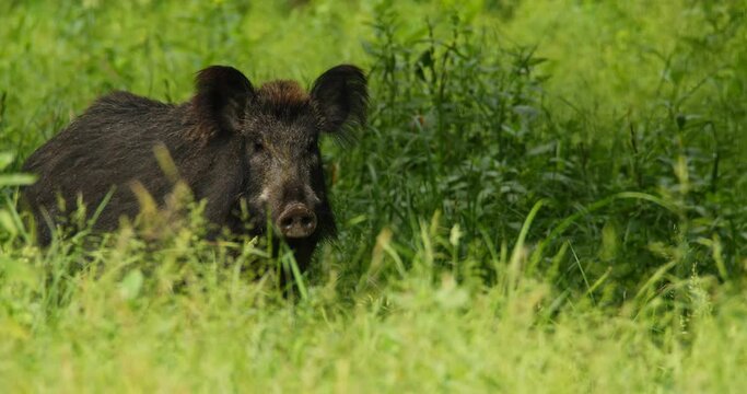 Close up portrait of wild boar standing in grass and others follow it