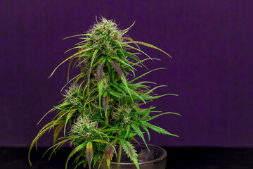 French cookies variety of ripened blossoms of marijuana flower with violet wall