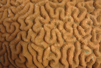 Orange Brain Coral Close Up abstract coral reef 