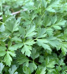 Green parsley in natural outdoor conditions.