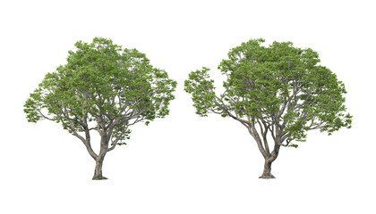 Obraz premium Variety of big trees on transparent background