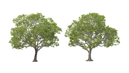 Variety of big trees on transparent background