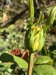 Unopened rosebud in the garden.