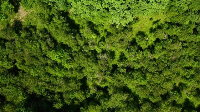 Flight above lush green foliage of dense woods