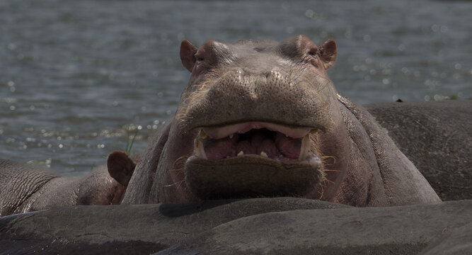 Hipopótamo sonriendo
