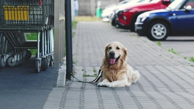 Beautiful golden retriever dog waiting owner on a steet near the supermarket