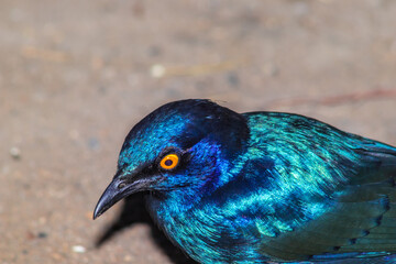 Obraz premium Greater Blue-Eared Starling (Lamprotornis Chalybaeus) feeding during the day, Kruger National Park, South Africa