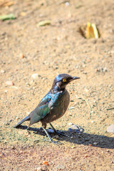 Greater Blue-Eared Starling (Lamprotornis Chalybaeus) feeding during the day, Kruger National Park, South Africa
