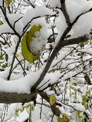 Snowy foliage of trees after a snowfall.