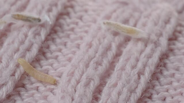 clothes moth caterpillar, Tineola bisselliella, crawls on woolen jacket, eats wool, brown insect, Clothes moth, selective focus, pest concept, destruction and damage to clothes in house
