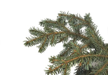 Blue spruce branch on a white background.