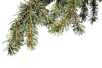 Blue spruce branch on a white background.