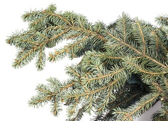 Blue spruce branch on a white background.