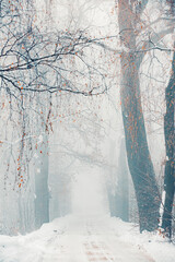 Zimowa aleja wśród drzew, mglisty świt (Winter avenue among trees, foggy dawn) - obrazy, fototapety, plakaty
