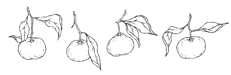 Set of sketches of citrus fruits tangerines. Vector graphics. - obrazy, fototapety, plakaty