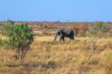 African bush elephant (Loxodonta africana) foraging in Mopani tree vegetation, Kruger National Park, South Africa