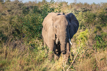 African bush elephant (Loxodonta africana) foraging in Mopani tree vegetation, Kruger National Park, South Africa