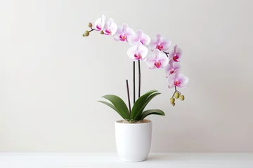 Schilderijen op glas Beautiful orchid flower in pot on white background © Alina