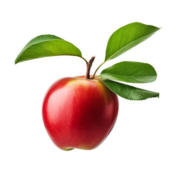 apple fruit white background portrait illustration u
