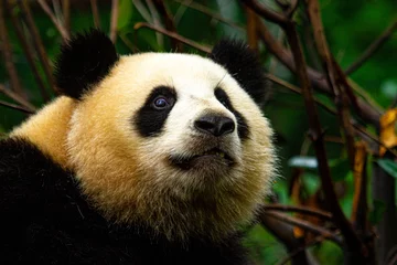 Tuinposter Giant panda bear © KaiMarkus