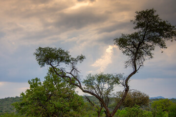 Obraz premium Safari under stormy skies in South Africa in the Burgersfort region